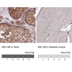 ARL13B Antibody, Novus Biologicals 0.1mL; Unlabeled:Antibodies, Polyclonal